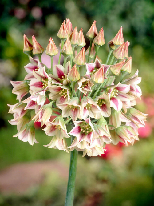 Алліум Bulgaricum (3 шт. в упаковці)
